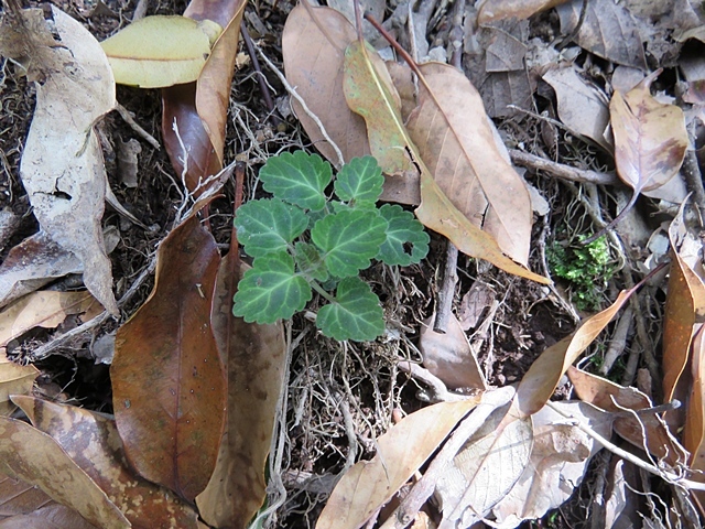 f0357487_20225912.jpg