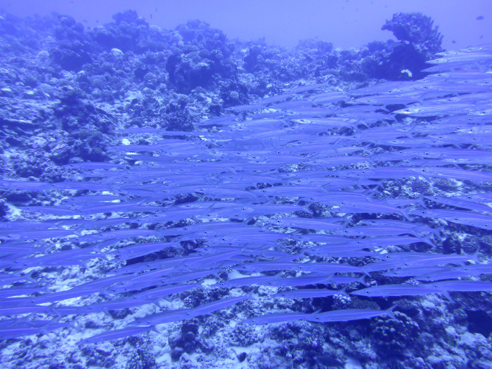 c0147790_15083445.jpg