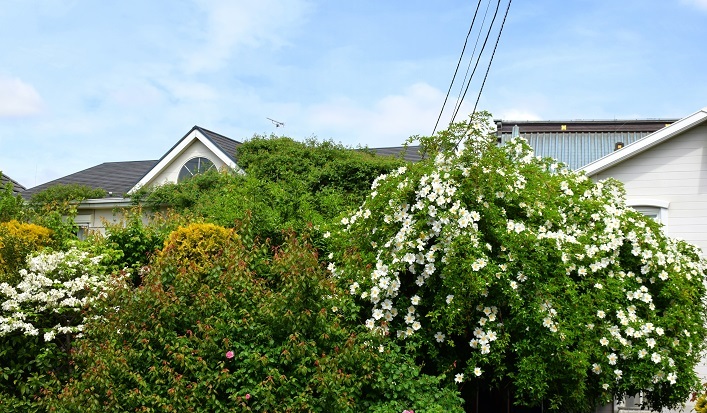 d0099791_17102700.jpg
