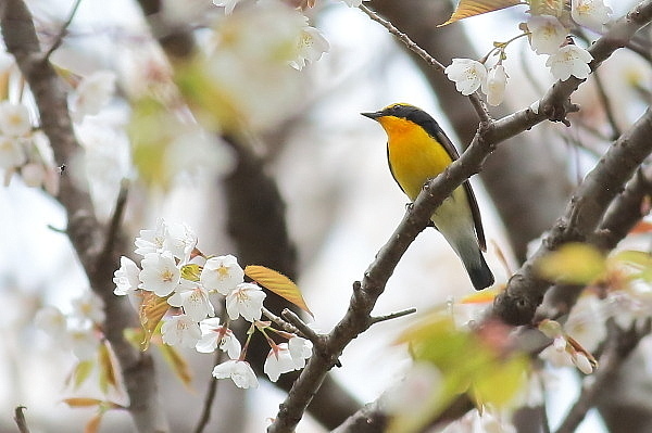 桜の枝にキビタキが来た_d0334291_16292441.jpg