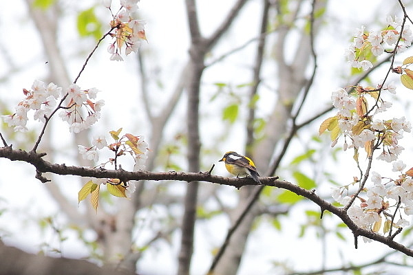 桜の枝にキビタキが来た_d0334291_16295255.jpg