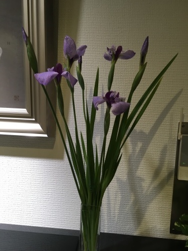 五月の室礼_f0347891_01474916.jpeg