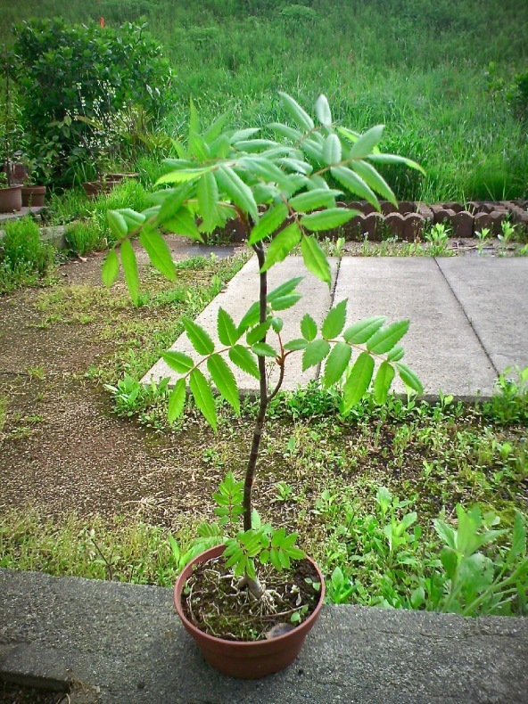 ナナカマドの新緑 : 盆栽便り