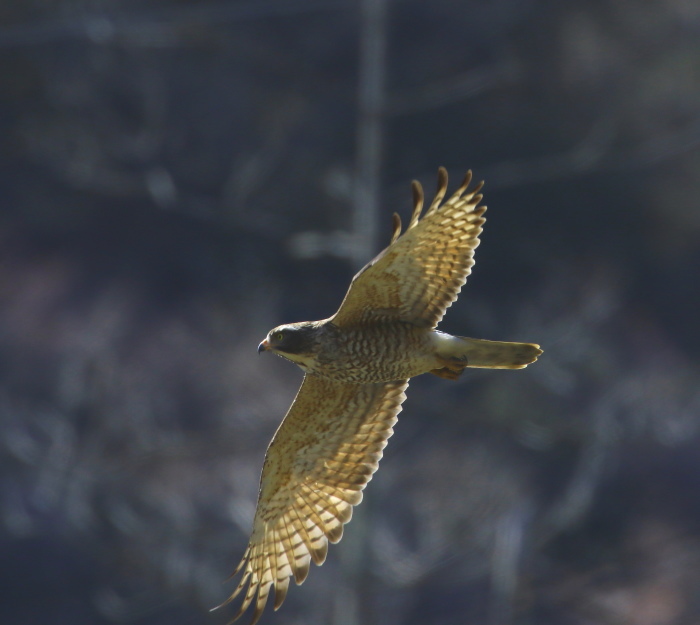 サシバ：飛び出し姿２０１９_c0319902_17283098.jpg