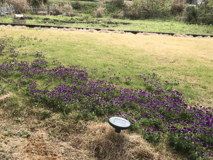 山で草抜き。_c0212604_11311774.jpg