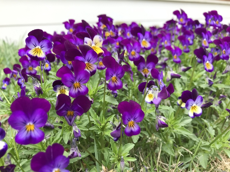 山で草抜き。_c0212604_11331930.jpg