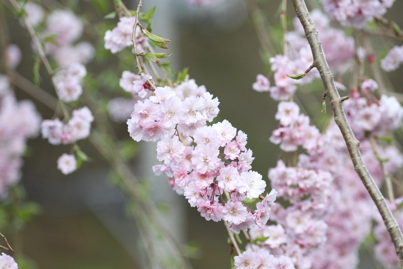 土砂降りの日の蒸機 - 2019年桜・釜石線 -_b0190710_17552617.jpg