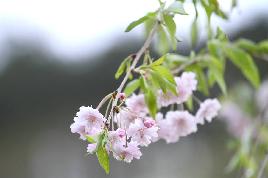 土砂降りの日の蒸機 - 2019年桜・釜石線 -_b0190710_17552628.jpg