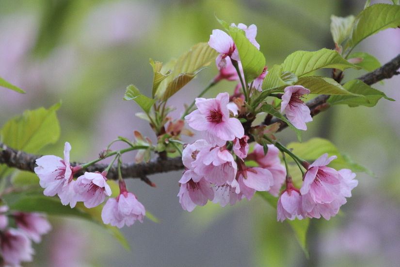土砂降りの日の蒸機 - 2019年桜・釜石線 -_b0190710_17552704.jpg