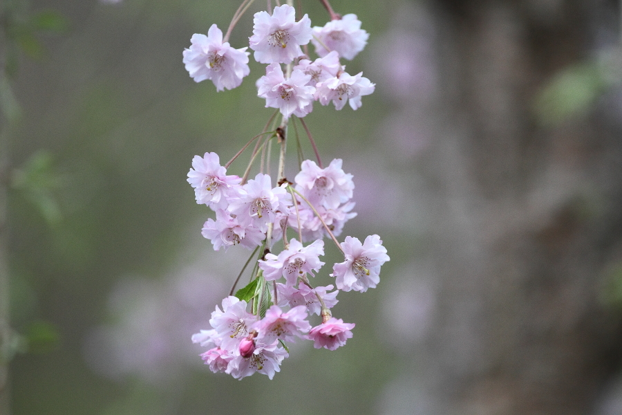 土砂降りの日の蒸機 - 2019年桜・釜石線 -_b0190710_17552722.jpg