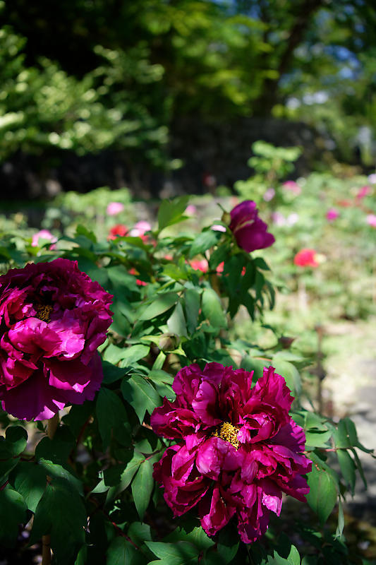 f0032011_20201145.jpg