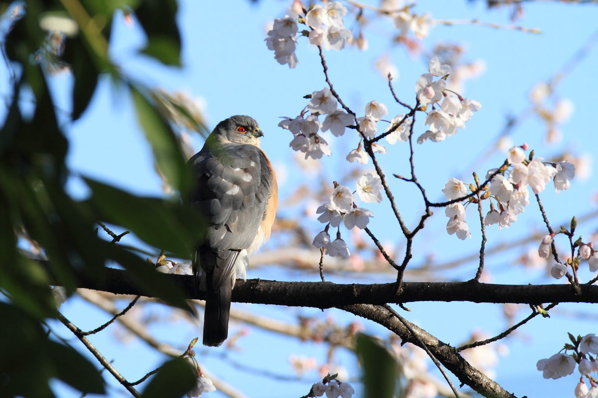 ツミ オス 桜の木で一休み_f0369315_17323045.jpg