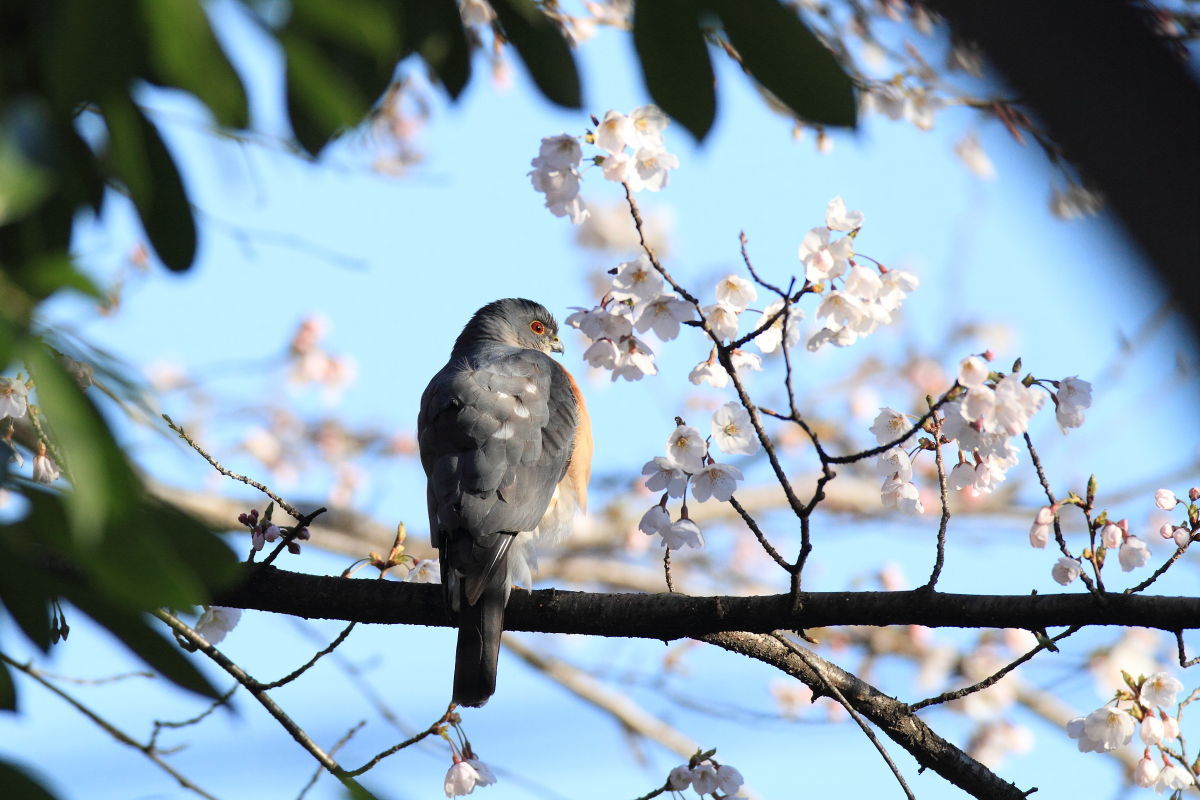 ツミ オス 桜の木で一休み_f0369315_17323047.jpg