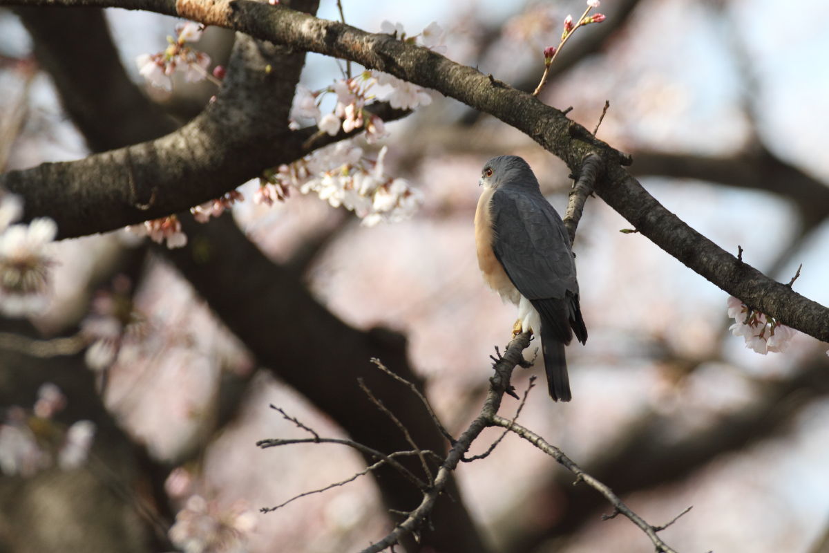 ツミ オス 桜の木で一休み_f0369315_17323138.jpg