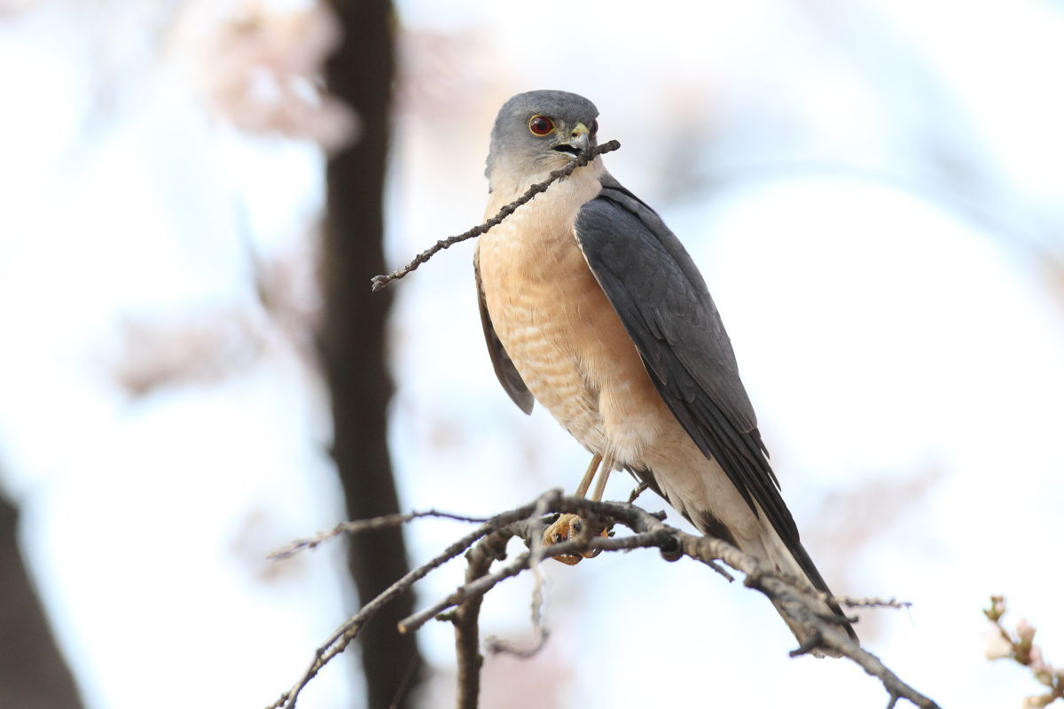 ツミ オス 桜の木で一休み_f0369315_17323166.jpg