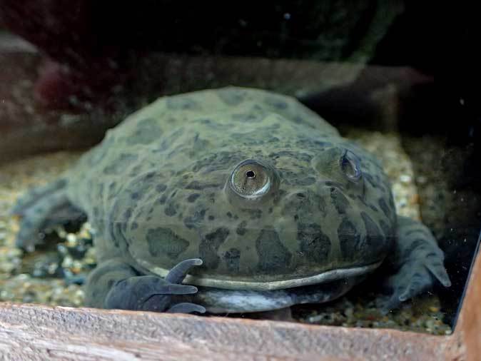 上野動物園 両生爬虫類館のカエルたち グリーンイグアナは動じない July 18 続々 動物園ありマス
