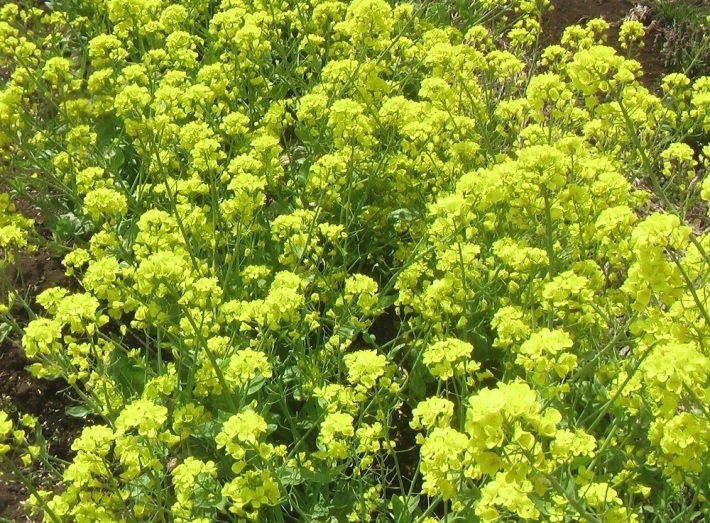 c0335218_15511019.jpg