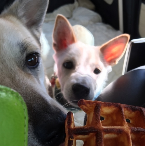 b0207320_15362246.jpeg