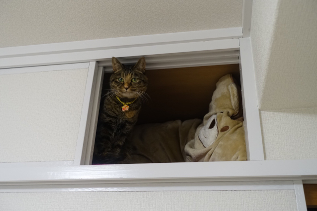 むぎちゃんの近況報告!_d0355333_14311251.jpg
