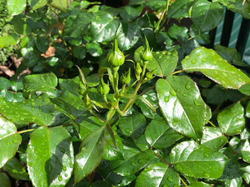 f0327534_08190205.jpg
