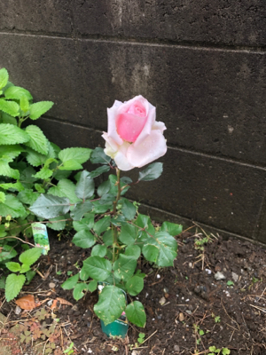 オードリーヘップバーンという薔薇 そよ風に寄せてーピアニストの独り言