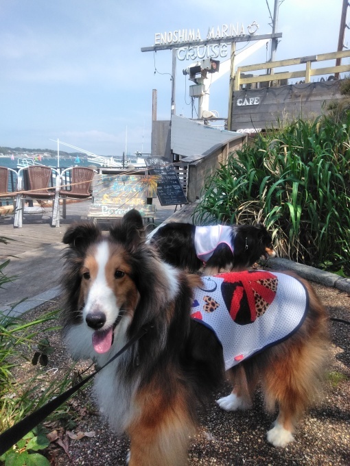 江ノ島は、晴れだった♪_e0195743_15064350.jpg