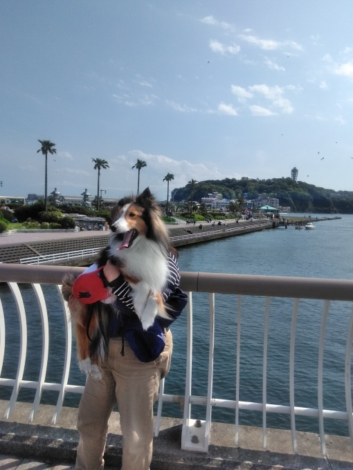 江ノ島は、晴れだった♪_e0195743_18181913.jpg