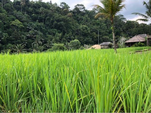 2019☆Bali（21）～マンダパへ移動＆ザ・プール・バーでランチ♪_f0207146_17103354.jpg