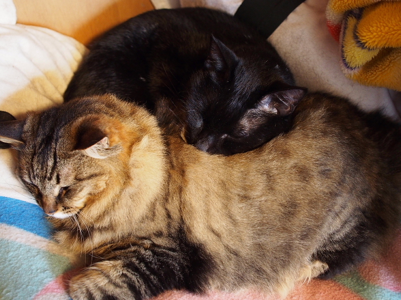【Photo】ネコさんたちの10連休_b0008655_22493222.jpg