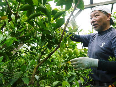 究極の柑橘「せとか」 平成31年度も完売御礼!来年も至高のせとかを作るための匠の花芽剪定_a0254656_17490940.jpg