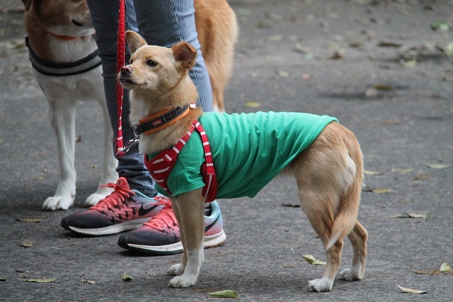 最終回はパックウォーク参加犬のご紹介！_c0372561_18114976.jpg