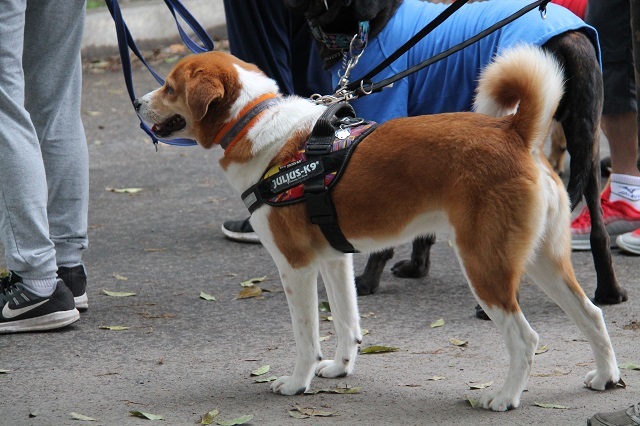 最終回はパックウォーク参加犬のご紹介！_c0372561_18115847.jpg