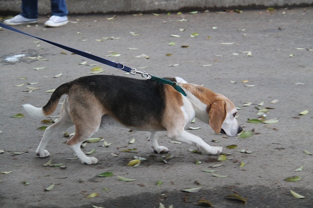 最終回はパックウォーク参加犬のご紹介！_c0372561_18120804.jpg