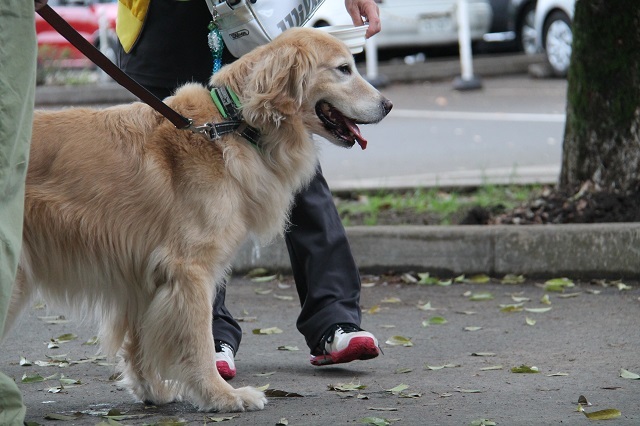 最終回はパックウォーク参加犬のご紹介！_c0372561_18122797.jpg