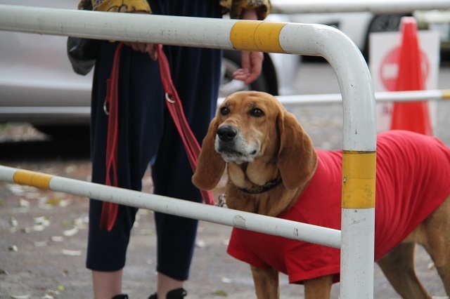 最終回はパックウォーク参加犬のご紹介！_c0372561_18124336.jpg