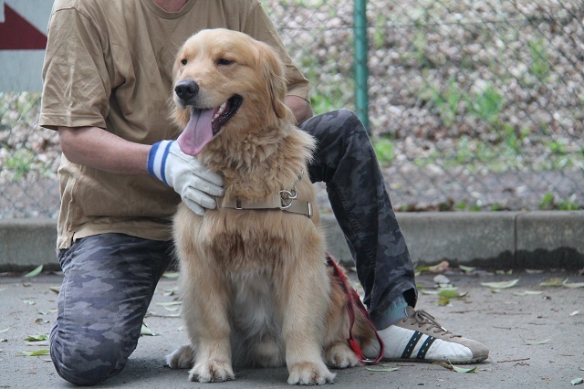 最終回はパックウォーク参加犬のご紹介！_c0372561_18124884.jpg