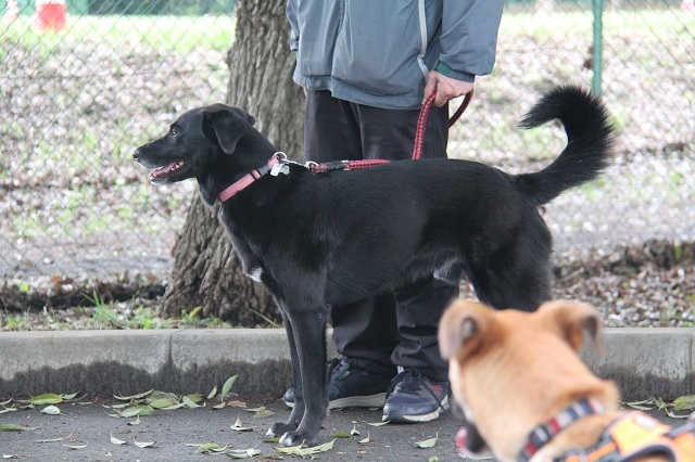 最終回はパックウォーク参加犬のご紹介！_c0372561_18125386.jpg