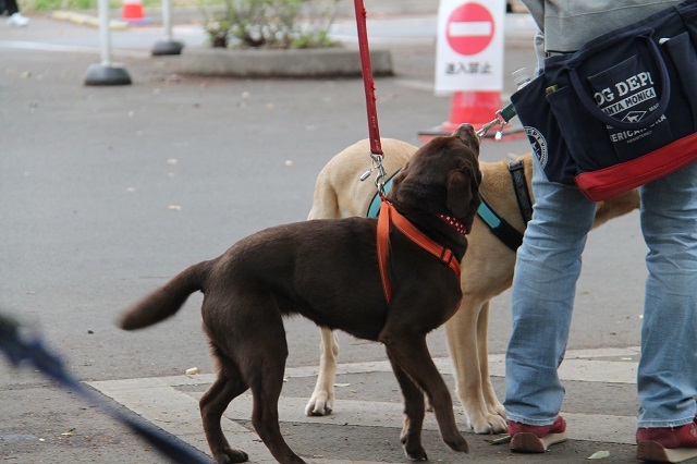 最終回はパックウォーク参加犬のご紹介！_c0372561_18491620.jpg