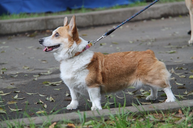 最終回はパックウォーク参加犬のご紹介！_c0372561_18505821.jpg