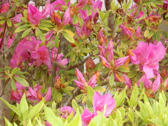 ’19,5,2(木)天皇陛下即位と花散歩とホットドッグ!_f0060461_09373060.jpg