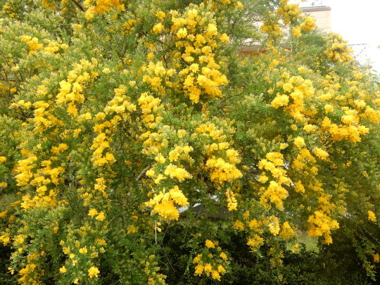 ’19,5,2(木)天皇陛下即位と花散歩とホットドッグ!_f0060461_09452158.jpg