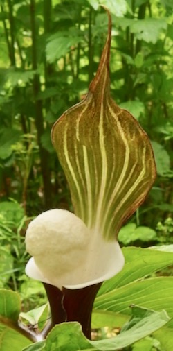 #果実 #花 『雪餅草』 Arisaema sikokianum_f0238961_7580100.jpg