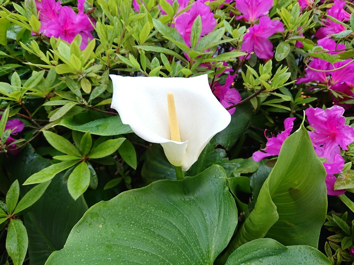 c0100865_08071926.jpg