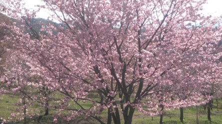 桜峠の3000本の桜が話題になっています。_c0160368_21354758.jpg