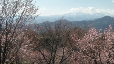 桜峠の3000本の桜が話題になっています。_c0160368_21361237.jpg