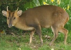 八丈島のキョン フレンチ食堂 エスカルゴ