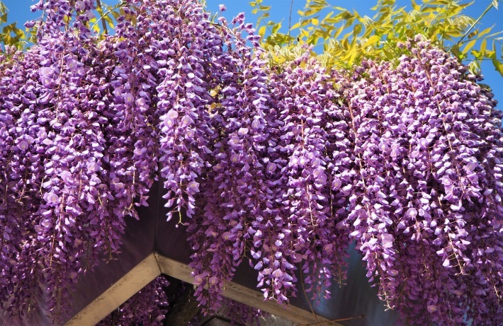 藤の花 さくらのひとりごと