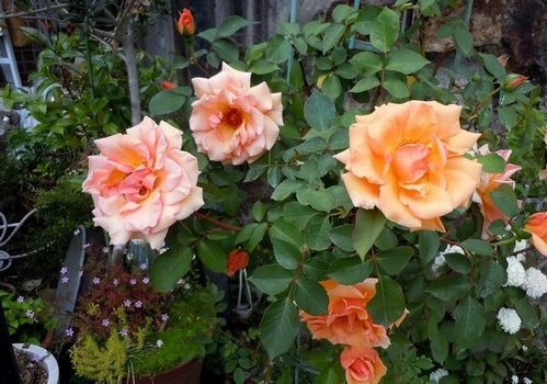 路傍の花、樹々の鳥(343) ~ バラの季節だが ~_b0102572_10202567.jpg