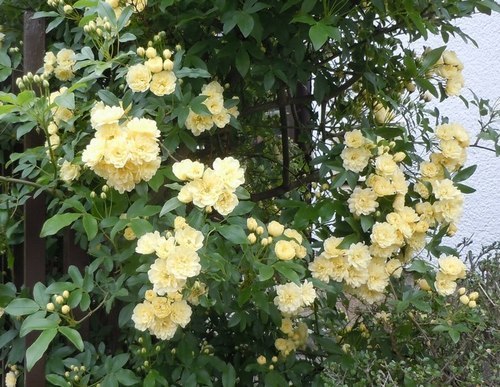 路傍の花、樹々の鳥(343) ~ バラの季節だが ~_b0102572_10213163.jpg