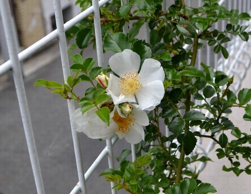 路傍の花、樹々の鳥(343) ~ バラの季節だが ~_b0102572_10215515.jpg